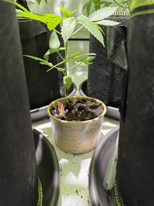 Royal Cookies. Week 5