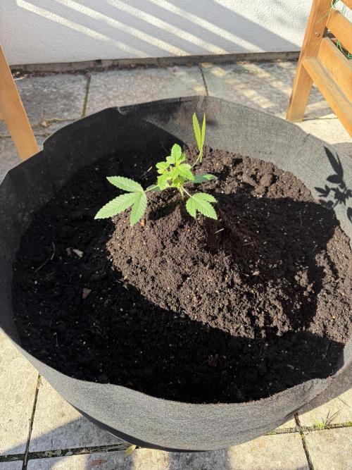 Royal cookies. Week 7 - Yesterday 