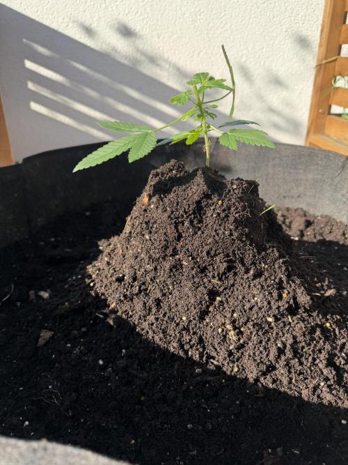 Royal cookies. Week 7 - Yesterday 