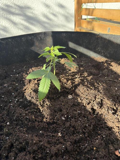 Royal Cookies. Week 7