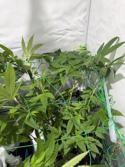 royal cookies. Week 12