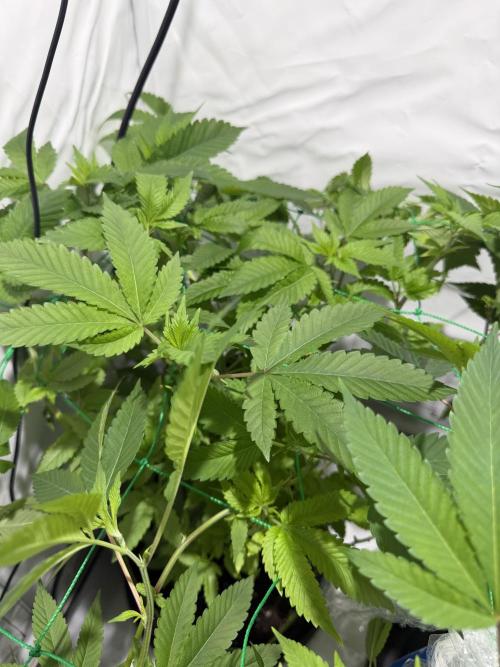 royal cookies. Week 12