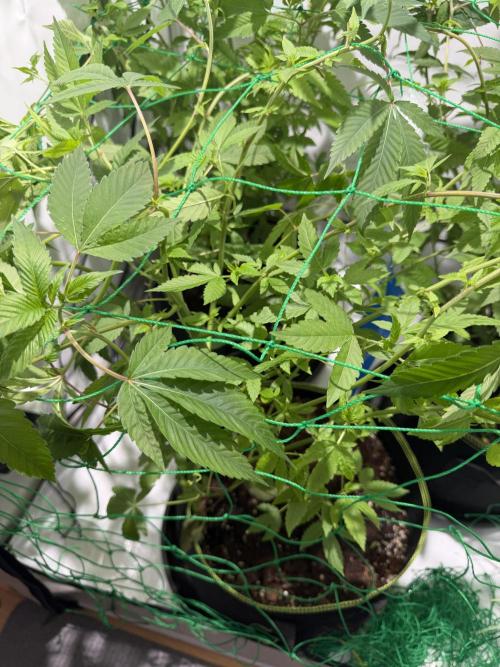 royal cookies. Week 12