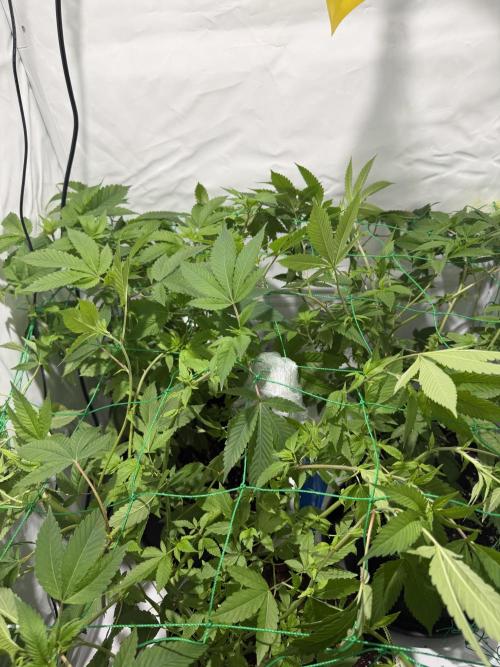 royal cookies. Week 12