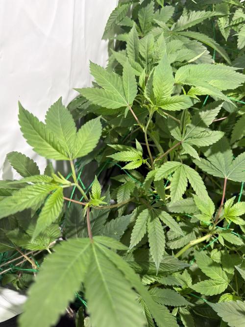 royal cookies. Week 13