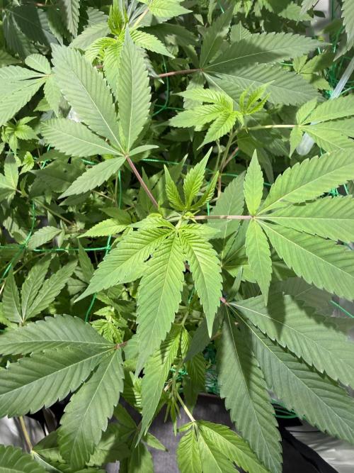 royal cookies. Week 13