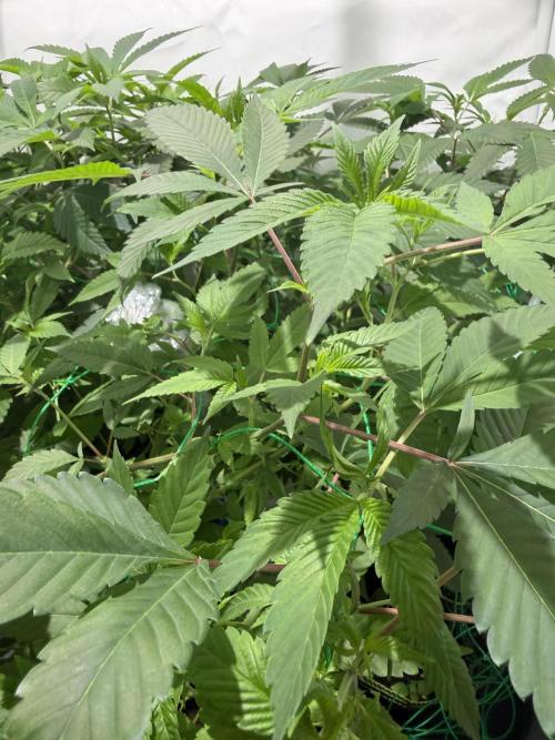 royal cookies. Week 13