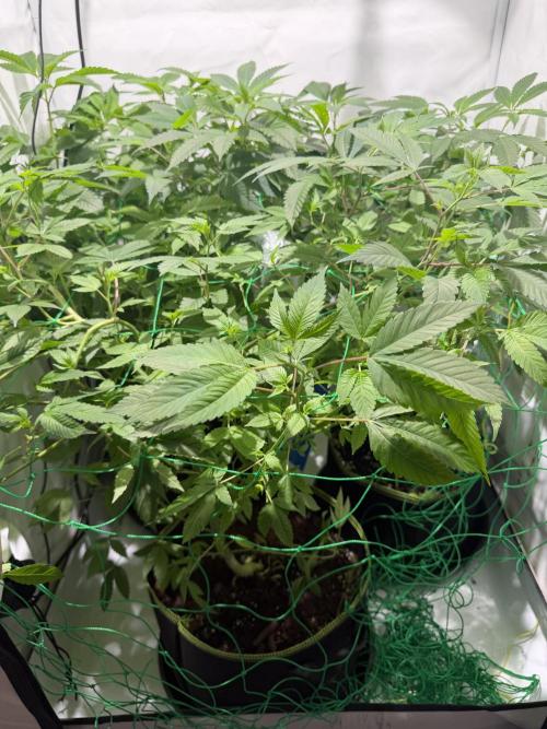 royal cookies. Week 13