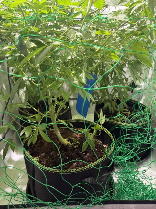 royal cookies. Week 13