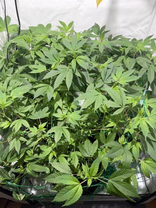 royal cookies. Week 13