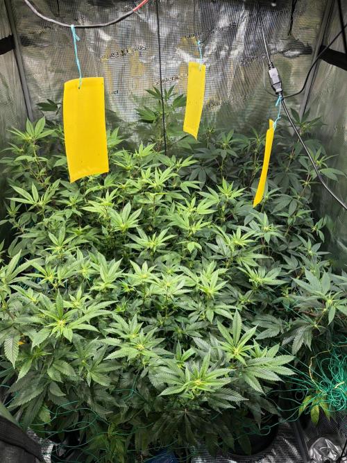 royal cookies. Week 18