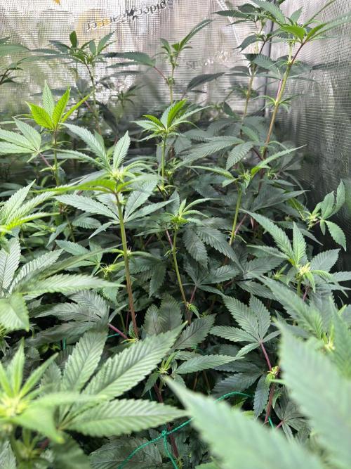 royal cookies. Week 18