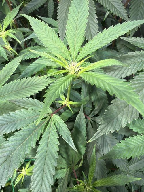 royal cookies. Week 18