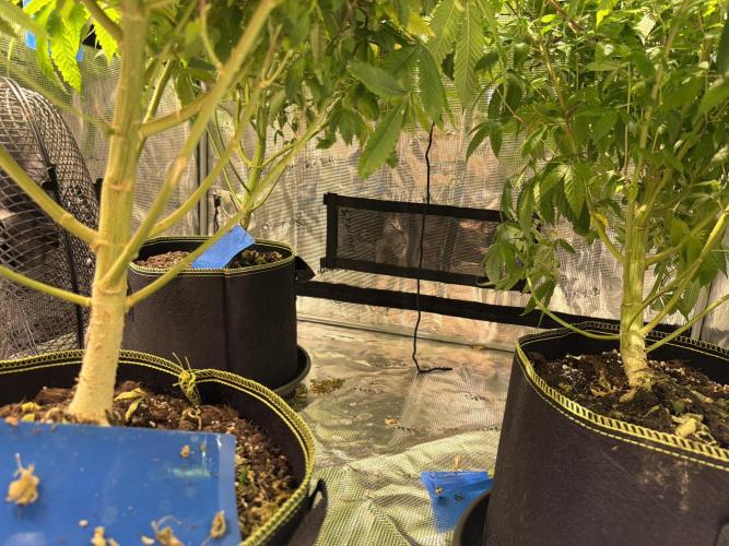 royal cookies. Week 18