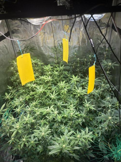 royal cookies. Week 20