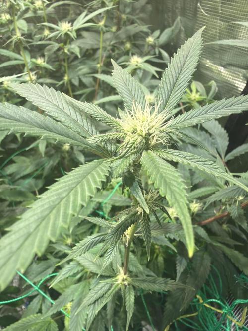 royal cookies. Week 20