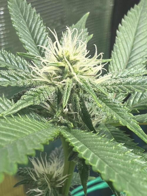 royal cookies. Week 20