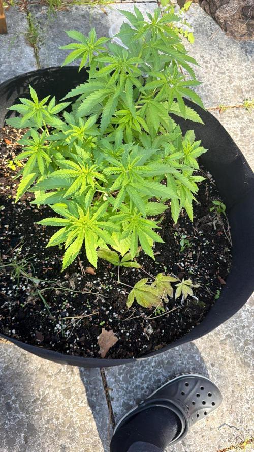 Royal Cookies. Week 12