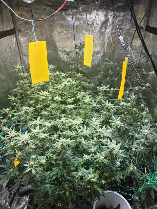 royal cookies. Week 21