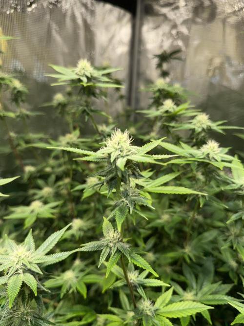 royal cookies. Week 21