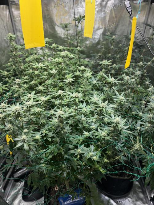 royal cookies. Week 21