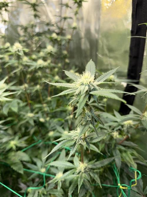 royal cookies. Week 21