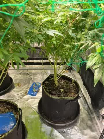 royal cookies