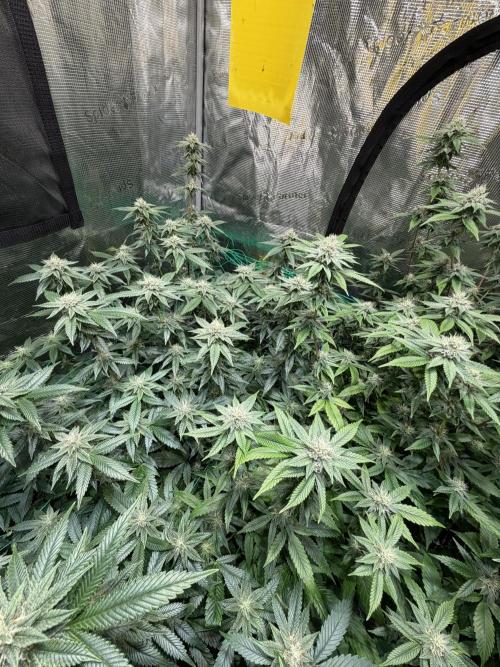 royal cookies. Week 22