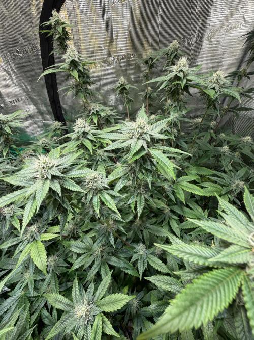 royal cookies. Week 22
