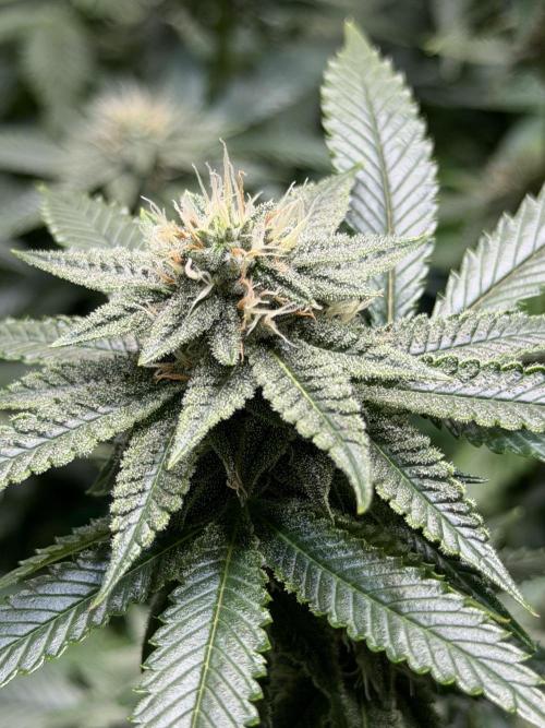 royal cookies. Week 22