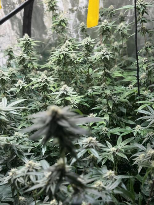 royal cookies. Week 22