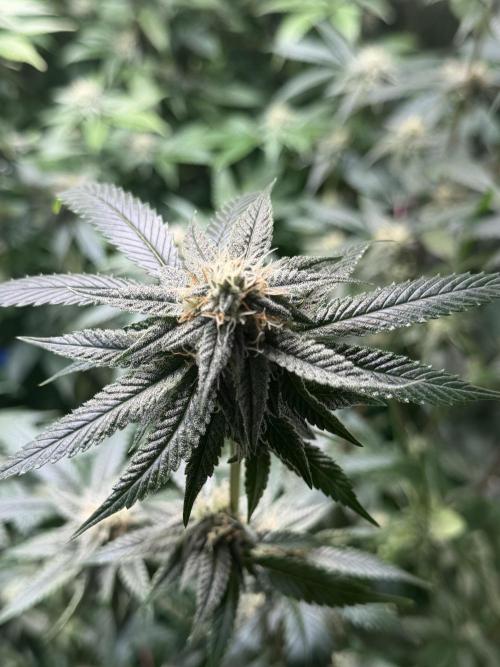 royal cookies. Week 22