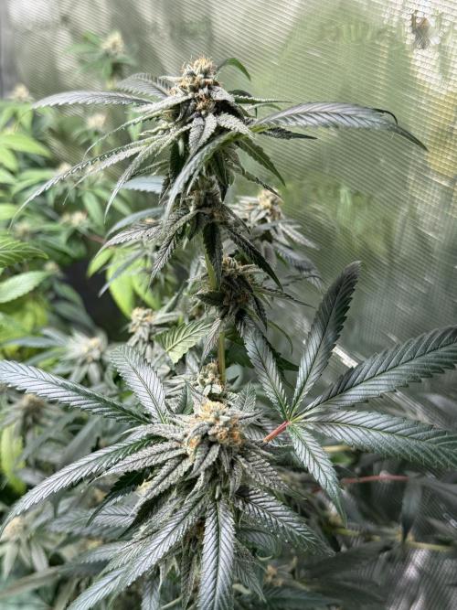royal cookies. Week 23