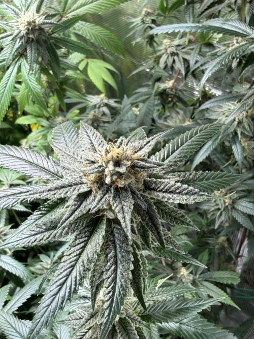 royal cookies. Week 23