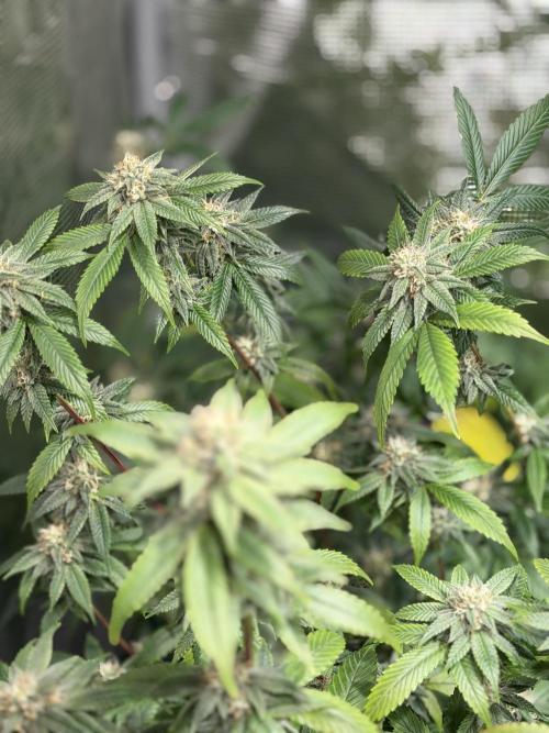 royal cookies. Week 23