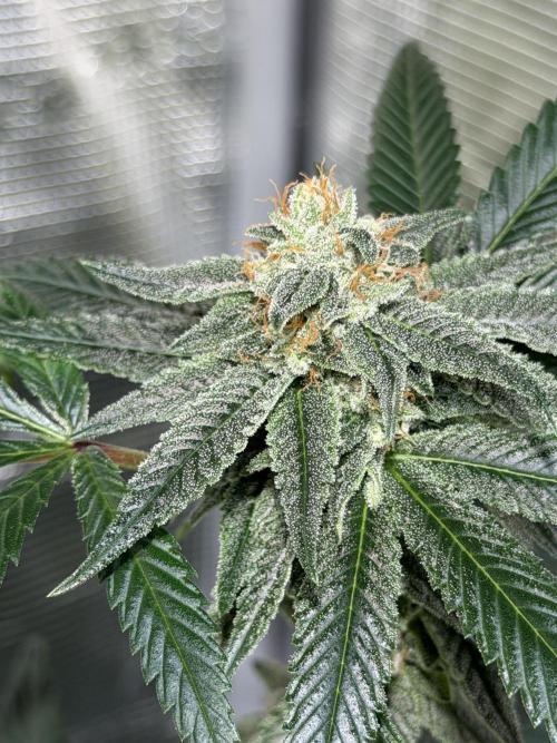 royal cookies. Week 23