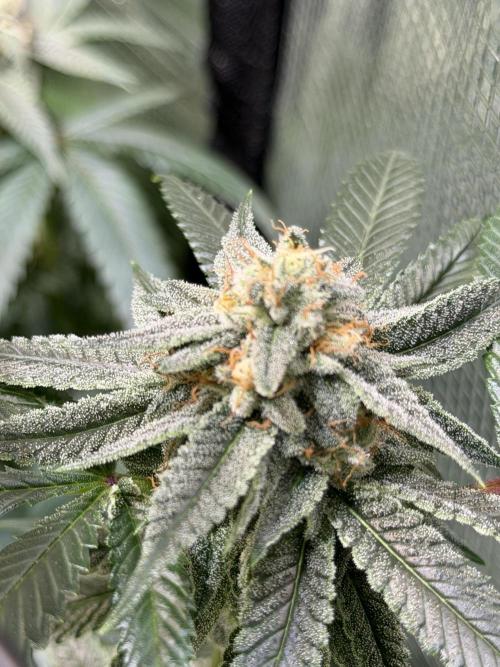 royal cookies. Week 23