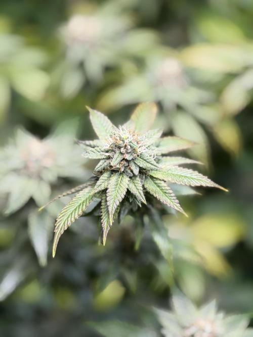 royal cookies. Week 23