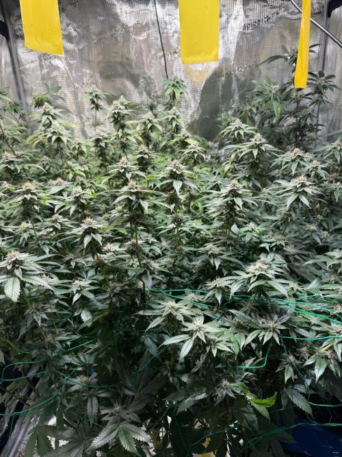 royal cookies. Week 23