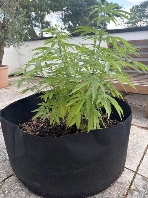 Royal cookies. Week 16