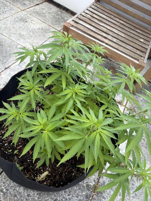 Royal Cookies. Week 16