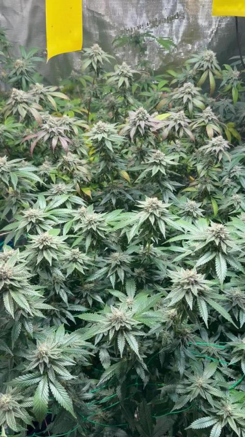 royal cookies