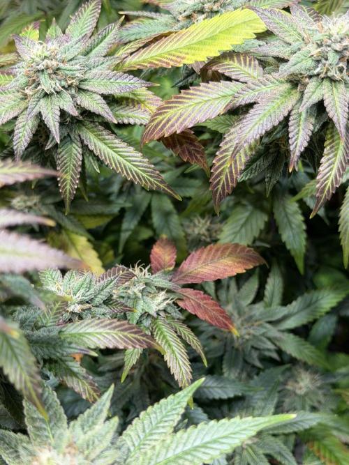 royal cookies. Week 24