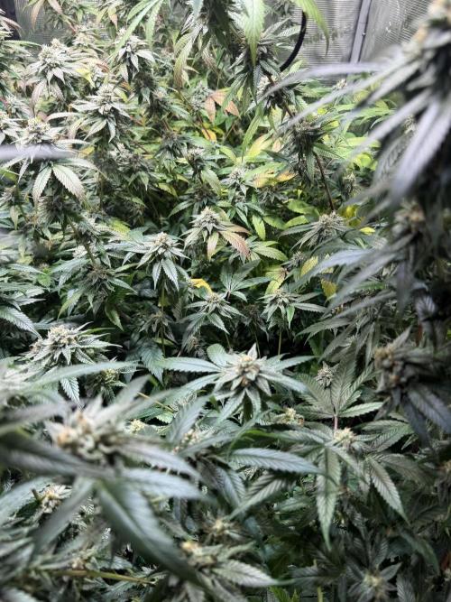 royal cookies. Week 24