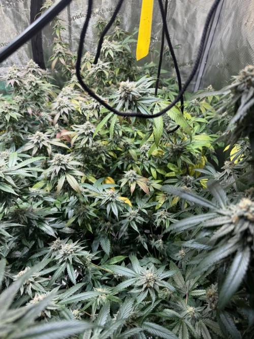 royal cookies. Week 24