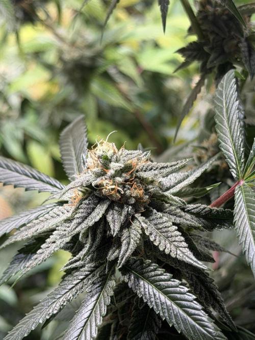 royal cookies. Week 24