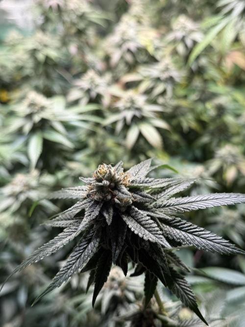 royal cookies. Week 24
