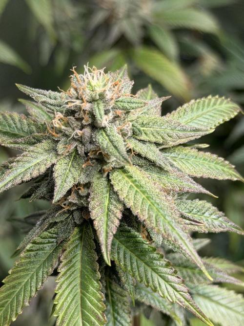 royal cookies. Week 24