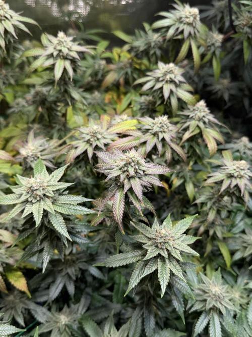 royal cookies. Week 24