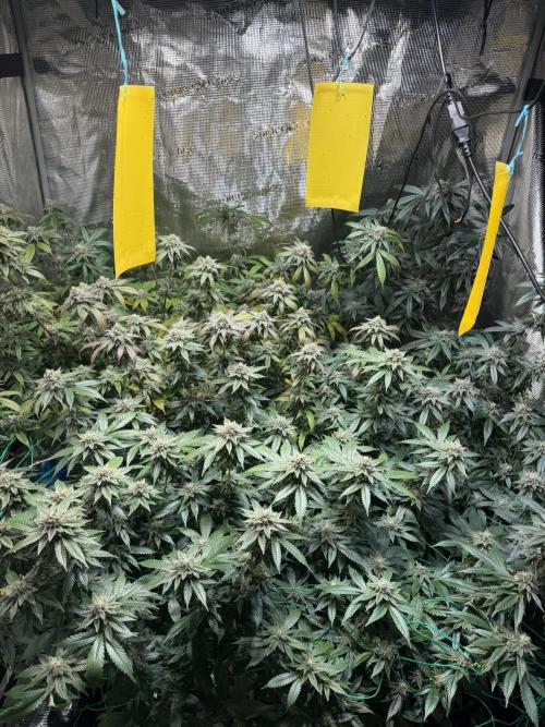 royal cookies. Week 24